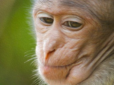 Photo of chimpanzee monkey portrait muzzle close-up with emphasis on pensive eyes looking down with oil paint effect. Green background. Wild animals. clipart