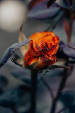 Turuncu gül tomurcuğu çiçek açmış. Koyu doğal bir arkaplanda tek bir gül goncası manzarası. Güzel kokulu tek çiçek yakından. Bahçıvanlık, bahçıvanlık