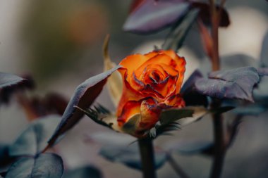 Turuncu gül tomurcuğu çiçek açmış. Koyu doğal bir arkaplanda tek bir gül goncası manzarası. Güzel kokulu tek çiçek yakından. Bahçıvanlık, bahçıvanlık