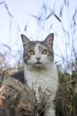 Çift renkli, beyaz, gri, sarı gözlü, uzaktan izleyen bir kedi. Doğada kedi avı. Kat, gato, katt, gato, kot, kissa. Kedi portresi