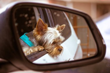 Komik şirin Yorkshire Terrier köpeği açık arabanın camından dışarı bakıyor. Yan aynadaki kahverengi bir köpeğin yansıması. Evcil bir hayvanla seyahat et. Köpek gezgini.