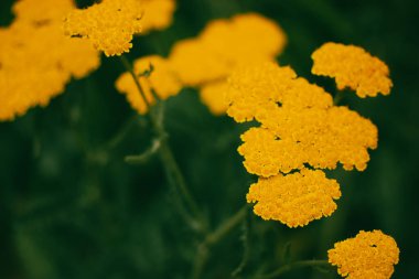 Yarrow Filipendulina bright yellow flowers on a green natural background grow in a summer garden. Medicinal plant in bloom Floral summertime wallpaper clipart