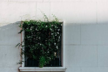 Window overgrown with a ivy plant with green leaves on facade of a white building, residential house in sunny light. Urban architecture and gardening. clipart