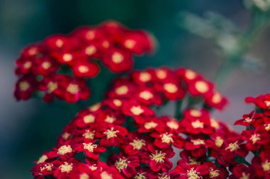 Bulanık arka planda küçük kırmızı çiçekler. Macro çiçeği. Yarrow Achillea Bahçesi Şifalı Çiçek Bitkisi. Büyüleyici çiçeklerle yayılmış çalılar.