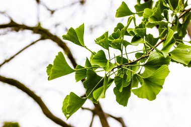 Ginkgo tree branch with fresh green leaves. Leaves on branches on light background. Nature of forest, reserve, park, botanical garden Twig and foliage clipart