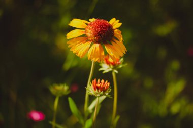 Gaillardia aristatası 'Kokarda' - Gaillardia aristata. Turuncu kızılötesi çiçekli, kış dayanıklı daimi bitki. Yaz doğası ve çiçekler.