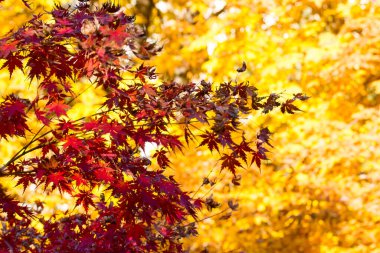 Sonbahar mevsiminde dallarında sarı ve kırmızı yapraklar olan Japon akçaağaçları. Ekim 'de sonbahar doğası, Kasım Park bahçesi mevsimler değişti.