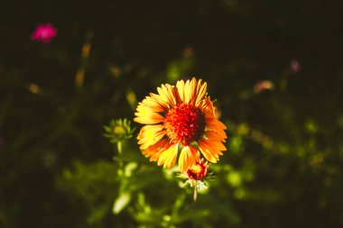 Gaillardia aristata 'Kokarda' - Gaillardia aristata. Winter-hardy perennial plant with orange inflorescences in full bloom. Summer nature and flowers. clipart