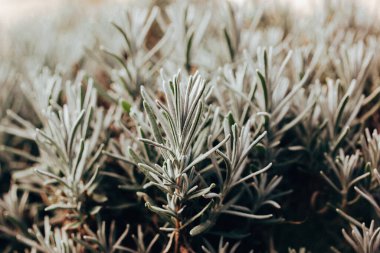 Close-up lavender seedlings growing in formal garden. Lavender plant with narrow green silver leaves, foliage. Perennial plants grow, care and seeding clipart