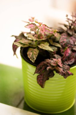 Hypoestes. Tropical plant with green pink spotted leaves is growing in a green flower pot on a window sill. Growing plants at home garden Rubber Plant clipart