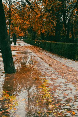 Yağmurlu bir günde sonbahar parkında yaprakları dökülmüş bir kaldırım. Yağmurlu günlerde su birikintileri olan sonbahar parkı. Dışarıda hava yağmurlu. Soğuk mevsim.