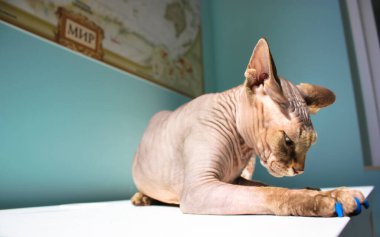 Kel kahverengi gri Kanada Sphynx kedisi bir masada sakince yatıyor. Evcil bir hayvan. İçeride tüysüz kedi yavrusu. Mavi silikon pençeli bir sfenks kedisi. Hayvanlar ürer. Güneşte güneşlenen kedicik.