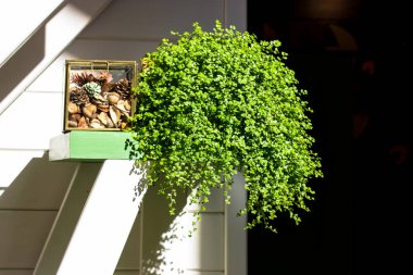 Green climbing plants helxine solerirolii in a flower pot on a shelf in cozy home. Cute interior elements. Round form plant indoors. Baby's Tears potted plant. Houseplant with small round leaves.  clipart