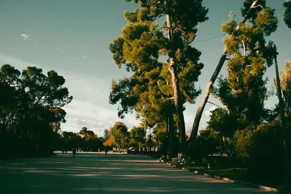 Şehir parkında bir yol, yüksek antik İspanyol çam ağaçlarıyla dolu bir park, mavi gökyüzüne karşı. Doğal manzara ve kozalaklı çam ağaçları. Doğal manzara..