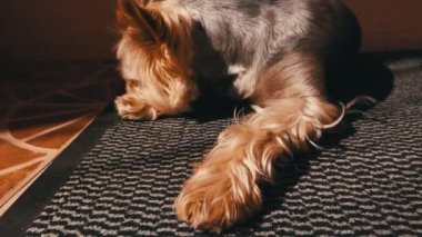 Şirin kahverengi tüylü küçük köpek Yorkshire Teriyeri bir evin kapısında yatıyor, gündüz vakti sıcak bir güneş ışığında dinleniyor. Balkondaki evcil köpek..