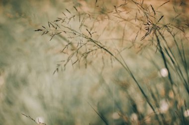 Yeşil çimenli yumuşak doğal bir arka plan. Doğanın güzel bir posteri. Vahşi çayırlar. Buğday çayırı, duvar kağıdı. Doğal manzara, manzara.. 