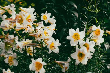 Beyaz sarı Lilium Regale, kraliyet zambağı, kralın zambağı. Zambak familyasından çiçek açan bir bitki. Trompet şeklinde büyük çan çiçekleri.