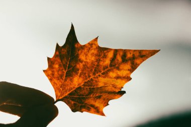 Düşen kuru bir sonbahar kahverengimsi turuncu yaprak bir kadının elinde gri gökyüzüne karşı. Sonbahar mevsiminde insan ve doğa. Sonbahar yeşilliği. 