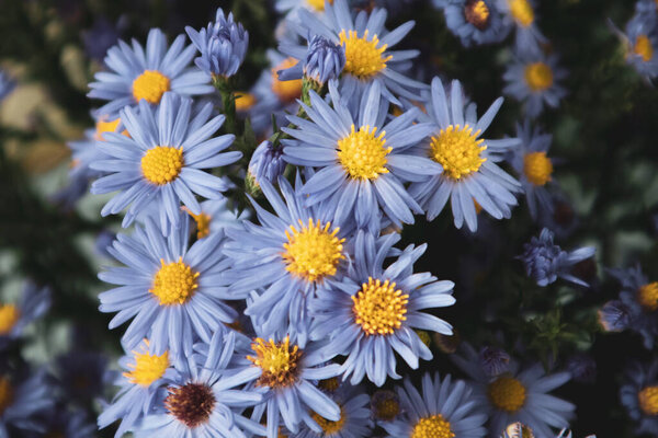 Прекрасный цветущий многолетний Астер альпинос синий в вазе на столе. Прекрасный букет в интерьере. Цветочная композиция фиолетовых фиолетовых маргариток. букет альпийских астеров со свежими цветами в помещении.