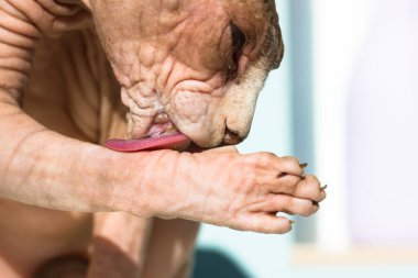 Kanadalı Sphynx kedisi patisini yalıyor. Komik kedicik yıkıyor. Olağandışı hipoalerjenik kel hayvan portresi. Kedi hijyeni prosedürü. Evde sevimli bir hayvan var.. 