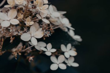 White small delicate flowers, inflorescences Hydrangea paniculata Goliath on dark background in summer garden. Horticulture, floriculture. Flower buds clipart