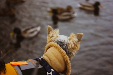 Yorkshire Terrier dog in a warm jumpsuit on a lake shore looking on ducks. Pet in warm clothes outdoors. Stylish doggy on walk in fall autumn season. clipart