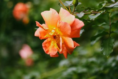 Yeşil arka planda dikenleri olan tek bir taze turuncu gül. Gül bahçesinde çiçek, baharda bahçe, yaz. Çiçek hediyesi.