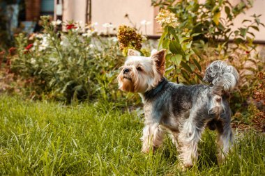 Yorkshire Teriyeri arka bahçede. İyi bakılmış köpek yavrusu, doğada küçük bir köpek. Çiçekler arasında yeşil çimlerin üzerinde yürüyen köpek evcil hayvanı.