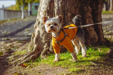 Sonbahar güneşli bir günde turuncu ceketli Yorkshire Teriyeri. Tasmalı bir köpek yavrusu, doğal bir köpek yavrusu. Evcil köpek, evcil hayvan..