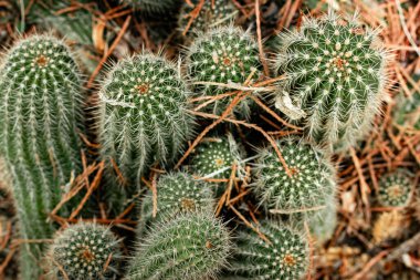 Kaktüslerin arka planı üst görünüm seçici odak noktası. Kaktüs dikenleri yakın plan. Mammillaria kaktüsü. Echinopsis spachiana. Meşale kaktüsü. Tatlı bitkileri.