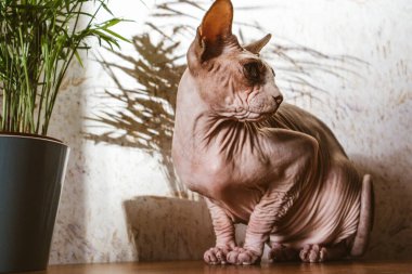 Modern iç mekanlarda yerli kel kedi Kanada Sphynx cinsi ve palmiye ağacı. Evcil hayvan içeride. Güneşli ışıkta evcil bir kedi. Kılsız kedi..