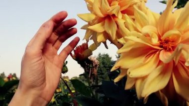 Bahçedeki sarı büyük çiçek tomurcuklarına dokunan bir kadın eli. Dahlia Lantra 'nın bitkilerini bir bahçıvan yetiştiriyor. Çiçekçilik, bahçıvanlık. 