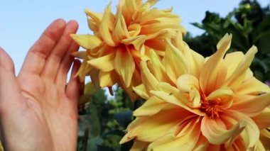 Bahçedeki sarı büyük çiçek tomurcuklarına dokunan bir kadın eli. Dahlia Lantra 'nın bitkilerini bir bahçıvan yetiştiriyor. Çiçekçilik, bahçıvanlık. 