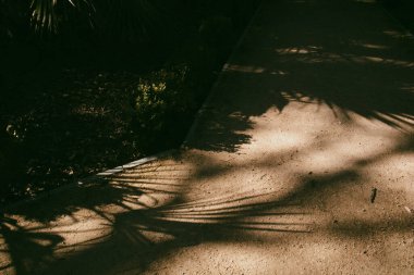 Tropik bir bahçe, park ve parktaki kumlu zemin kattaki palmiye yapraklarının zıt yöndeki gölgeleri. Yaz zamanı güneş ışığı ve gölge oyunu. 