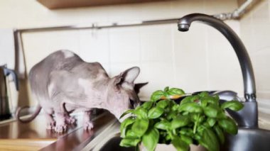 Kel Kanadalı bir Sphynx kedi besler ve bir evin mutfağında fesleğen yeşili otlar yer. Mutfakta musluğun yanında bir evcil hayvan. Evcil hayvan.. 