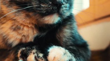 Pencere pervazında yatan üç renkli siyah ve kırmızı kedi. Kediler ağızlık, pençeler ve bıyıklar, sivrisinekler kapanır. Kedi hayvan, evcil hayvan kanepede dinleniyor.. 