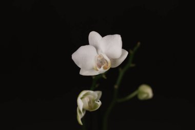 Still life floral composition with white orchid flower on long stem on black background. Beautiful home floral decor Growing exotic flowers in garden. clipart