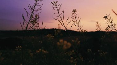 Bitkilerin ve çiçeklerin sapları üzerindeki seçici odak noktası, çimenler leylak rengi gökyüzüne karşı. Vahşi çiçeklerin sakin makro doğa videosu. Alacakaranlıkta çayır.