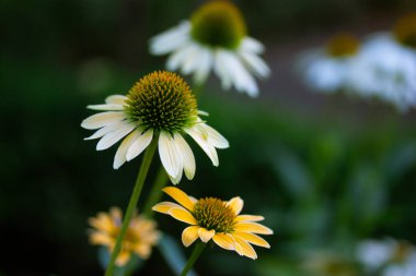 Blooming white Echinacea purpurea flowers in summer botanical garden.Perennial herbaceous plant with daisy-like flower. Field of white flowering coneflowers White Swan long petals. Floral wallpaper. clipart