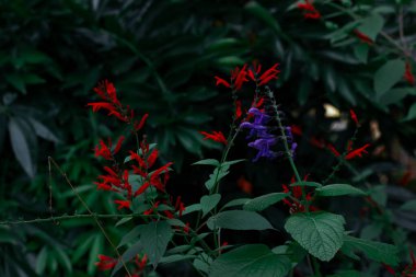 Brazilian anisesage. Salvia guaranitica on green background. Tiny violet and red flowers in shady garden. Small flower buds. Perennials plants blooms. clipart