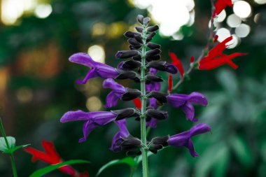 Brazilian anisesage. Salvia guaranitica on green background. Tiny violet and red flowers in shady garden. Small flower buds. Perennials plants blooms. clipart