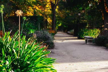 Bir patika, bir patika bir şehir parkında, botanik bahçesinde. Doğanın sükuneti. Yeşil taze bitkiler, güneşli bir günde sokaklarda büyüyen çiçekler. 