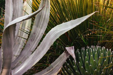 Agave victoriae-reginae, Queen Victoria or royal agave succulent flowering perennial plant, Agave ferdinandi regis background. Garden tropical plants. clipart