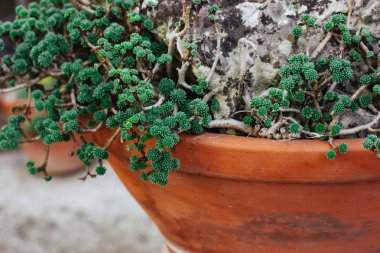 Potted succulent green plant with tiny leaves is growing in a botanical stone garden. Garden's plant, flower. Floriculture, horticulture. Red clay pot clipart