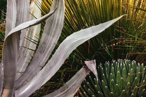 Agave victoriae-reginae, Queen Victoria ya da Agave ferdinandi regis isimli sulu sulu çiçekli daimi bitki. Bahçe tropik bitkiler.