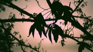 Turuncu kahverengi bir günbatımına karşı rüzgarda yapraklarla kaplı bir ağaç dalının silueti. Parkta yapraklı ağaçlar, bahçe, alacakaranlıkta orman. Yeşillikte güneş ışığı.