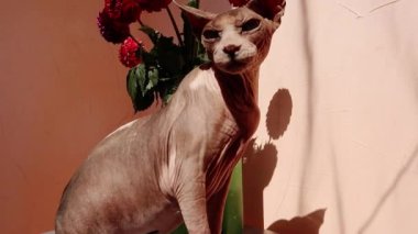 Kılsız Sphynx kedisi yeşil vazoda kırmızı çiçekleri kokluyor. Evde bir buket yıldız çiçeği. Masada Sfenks kedisi var. Işık ve gölgeler. Kedi evcil hayvanı dışarıda