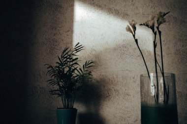 Duvara dayalı bir masada güneş ışığında saksı palmiyesi ve bir vazo beyaz frezya. Modern iç mekanda çiçek aranjmanı Çiçek açan bir buket