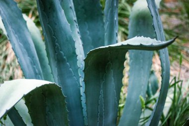 Dikenli, dikenli mavi-yeşil agave yaprakları. Meksika 'nın egzotik kuşkonmaz bitkileri kozmetik ürünler için kullanılır. Kaktüs, sulular soyut arkaplan