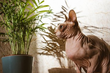 Modern iç mekanlarda yerli kel kedi Kanada Sphynx cinsi ve palmiye ağacı. Evcil hayvan içeride. Güneşli ışıkta evcil bir kedi. Kılsız kedi..